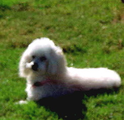 OUR FAMILY DOG ~ KATIE